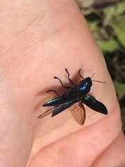 Halecia cyanea