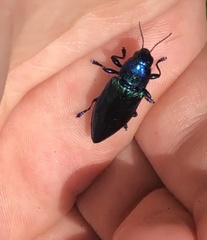Halecia cyanea