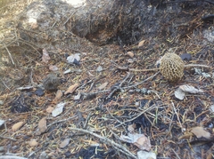 Morchella tomentosa