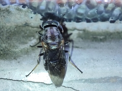 Adoxomyia