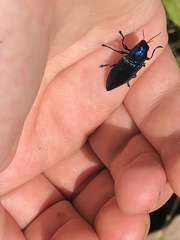 Halecia cyanea