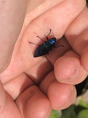 Halecia cyanea