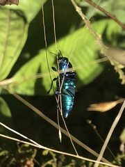 Halecia cyanea