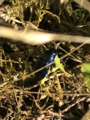 Halecia cyanea