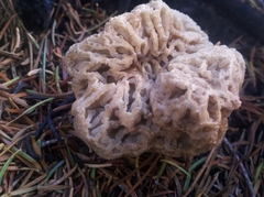 Morchella tomentosa