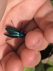 Halecia cyanea