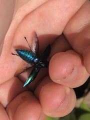 Halecia cyanea