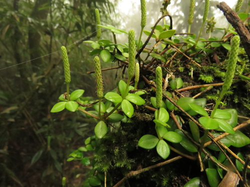 Peperomia tetraphylla