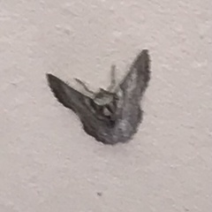 Hypobapta tachyhalotaria