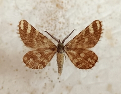Narraga fasciolaria