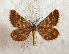 Narraga fasciolaria