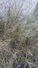 Muhlenbergia microsperma