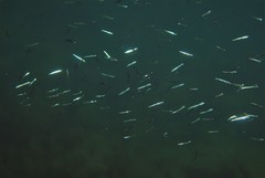 Spratelloides robustus