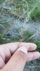 Muhlenbergia microsperma
