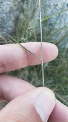 Muhlenbergia microsperma