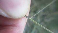 Muhlenbergia microsperma