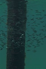 Spratelloides robustus