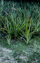 Bromelia balansae