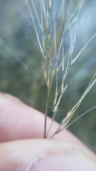 Muhlenbergia microsperma