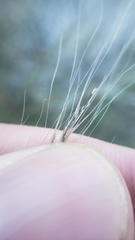 Muhlenbergia microsperma