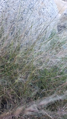 Muhlenbergia microsperma