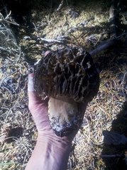 Morchella exuberans