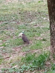 Turdus merula