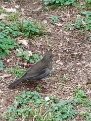 Turdus merula