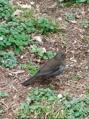 Turdus merula