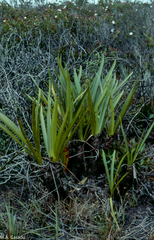 Stegolepis guianensis