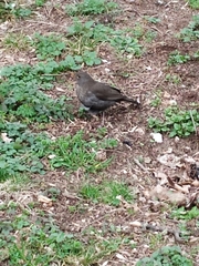 Turdus merula
