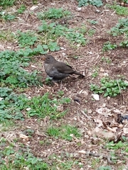 Turdus merula