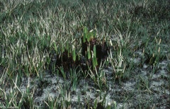 Stegolepis guianensis