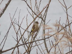 Chloris sinica