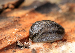 Arion circumscriptus