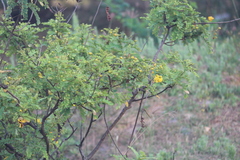 Senna auriculata