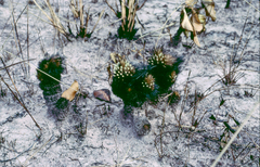 Bulbostylis paradoxa