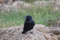 Corvus coronoides