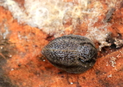 Arion circumscriptus