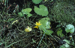 Nymphoides grayana