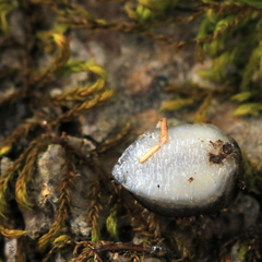 Arion circumscriptus