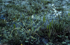 Echinodorus paniculatus