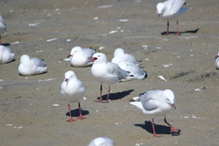 Chroicocephalus novaehollandiae