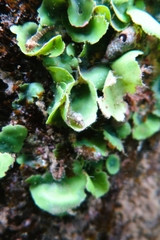 Helcogramma decurrens