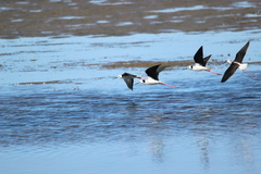 Himantopus leucocephalus