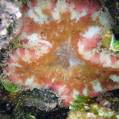 Stichodactyla tapetum