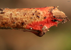 Phanerochaete sanguinea
