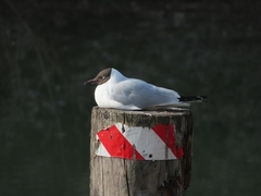 Chroicocephalus ridibundus