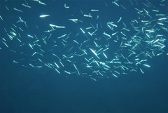 Spratelloides robustus