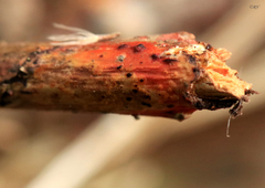 Phanerochaete sanguinea